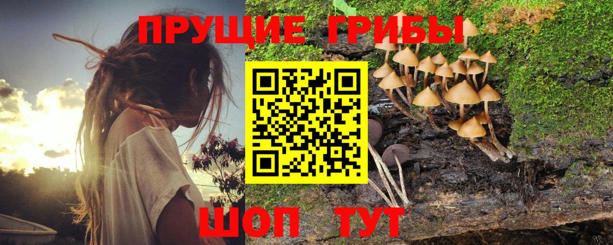 Псилоцибиновые грибы Cubensis Кемерово
